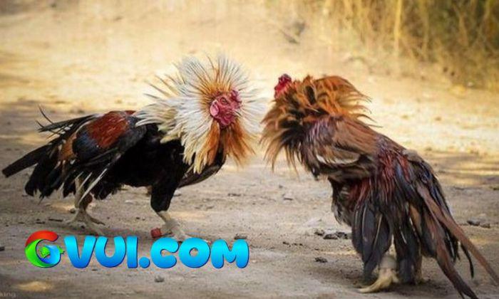 Lưu ý khi áp dụng màu mạng đá gà Lưu ý khi áp dụng màu mạng đá gà
