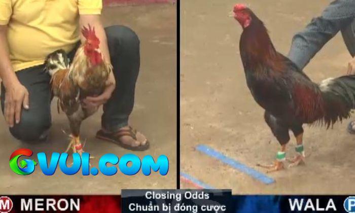 Ưu điểm khi chơi cá cược đá gà cựa sắt tại GVUI.COM Ưu điểm khi chơi cá cược đá gà cựa sắt tại GVUI.COM